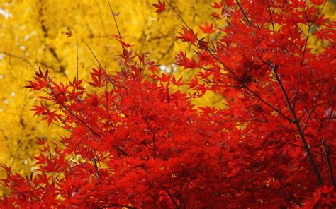 Autumn Trees Crown Leaves Yellow Red Maple Wallpaper 1920x1200