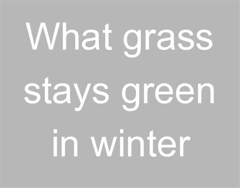 What Grass Stays Green In Winter Rainbow Run Farm