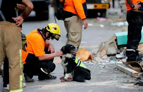 Conocé A Flash El Perro Que Detectó Vida Bajo Los Escombros A Un Mes