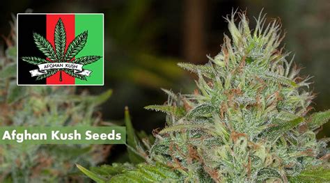 Where To Buy The Best Afghan Kush Seeds Online 10buds