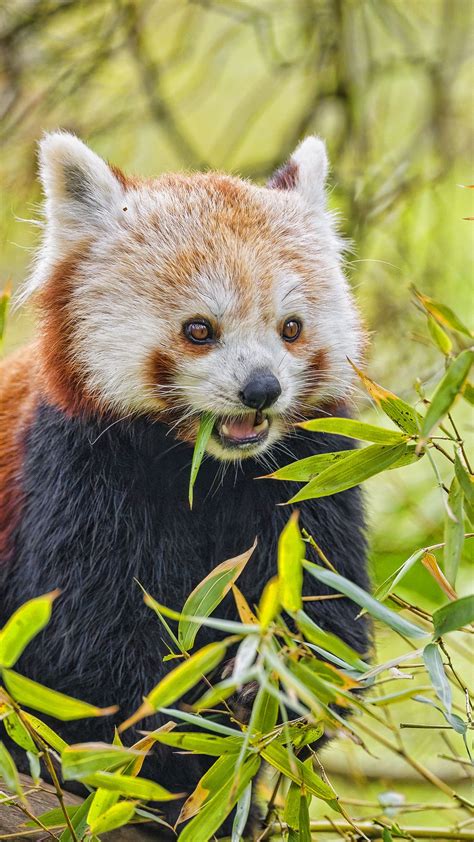Download Wallpaper 1350x2400 Red Panda Animal Wildlife Leaves Iphone