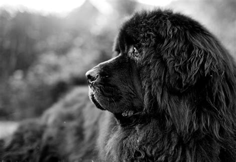 Newfoundland Dogs Wallpapers Wallpaper Cave