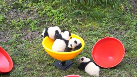 Six Month Old Twin Pandas In Panda Kindergarten Cgtn