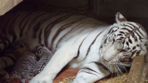 Naissance De Deux Tigres Blancs Au Zoo De Maubeuge Rtbfbe