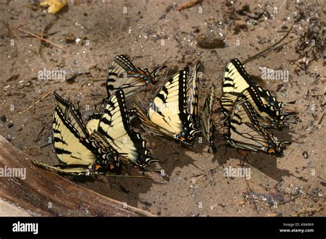 Tiger Swallowtails Puddling Stock Photo Alamy