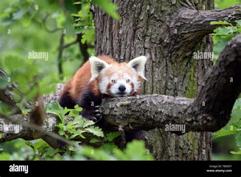 Beautiful Red Panda Lying On Hi Res Stock Photography And Images Alamy