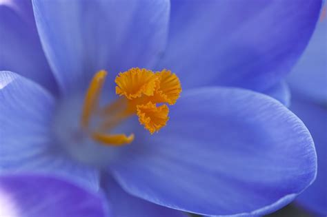 Free Image on Pixabay - Crocus, Floral, Plant, Natural in 2021 | Plants, Crocus, Spring images