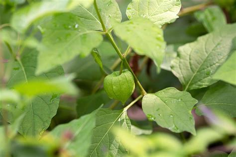 Chinese Lantern Plant Care And Growing Guide 2022