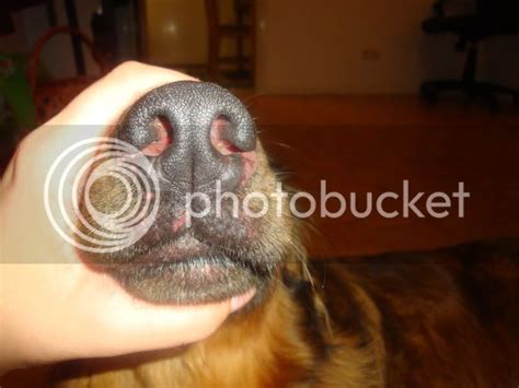 Discoid Lupus Erythematosuspleaseanyone Help German Shepherd Dog