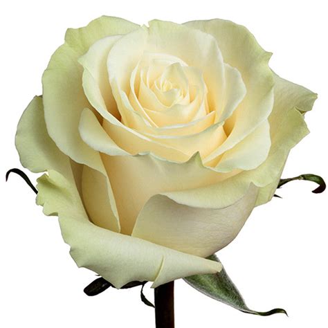 White Roses Wholesale Roses Mondial Roses