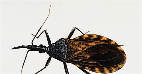 Remain Calm Kissing Bugs Are Not Invading The Us Wired