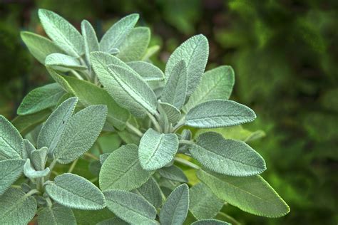 Three Benefits Of The Herb Sage Whatoocook