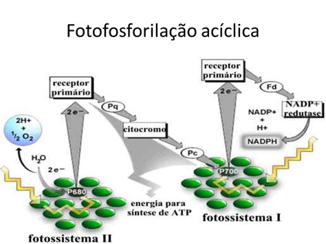 Fases da fotossíntese