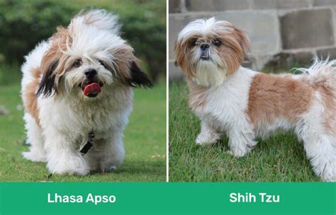 Lhasa Apso Vs Shih Tzu The Differences With Pictures Pet Keen