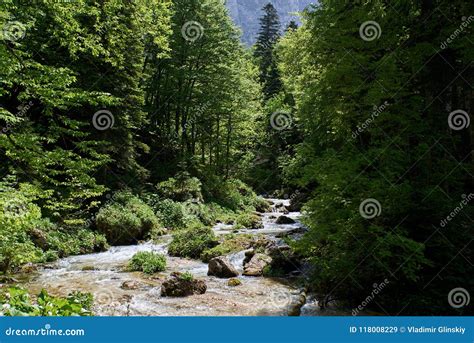 Mountain Stream In A Green Forest With Beautiful Rolling Stock Image