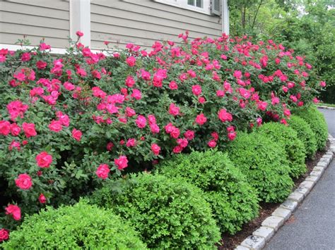 Landscaping rocks with bushes and flowers Wonderful Landscaping Bushes for Front of House | Front ...
