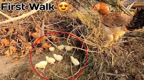 First Walk Our Newborn Turkey Chicks Youtube