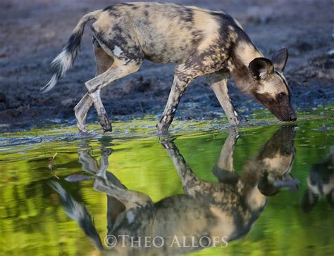 African Wild Dog Drinking Theo Allofs Photography