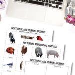 Nocturnal and Diurnal Animals Worksheets : A Fun Learning Resource