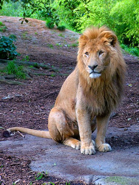 Sitting Lion Stock Photos Pictures And Royalty Free Images Istock