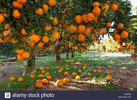 Fruit Garden - Tere Fruit