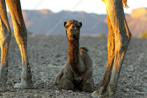Dromedary Camel Calf Stock Image C0199373 Science Photo Library