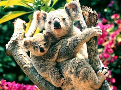 Cute Baby Koala Wallpaper Wallpapersafari
