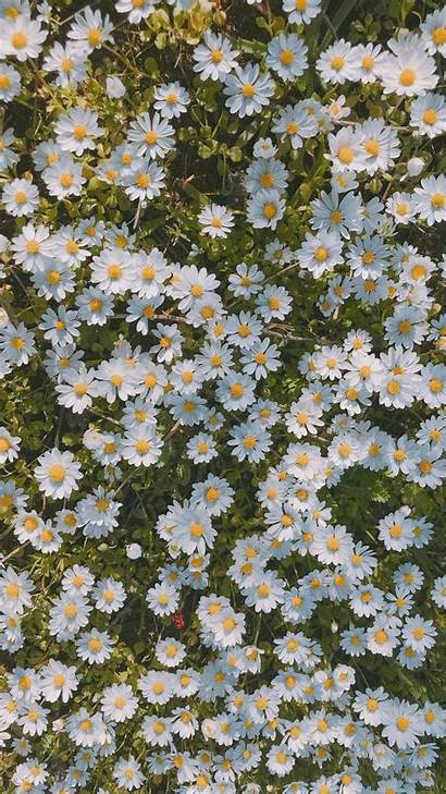 Daisy Floral Iphone Aesthetic Wallpapers Patterns Fondos