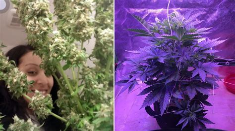 The Best Way To Grow Weed According To Home Growers Vice