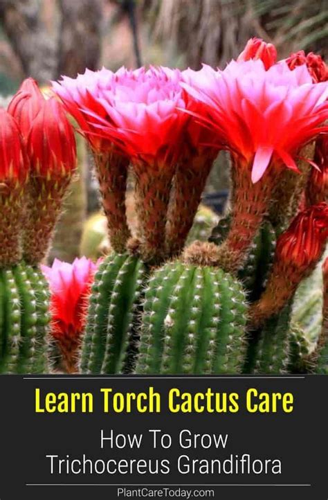 Torch Cactus How To Grow And Care For Trichocereus Grandiflora