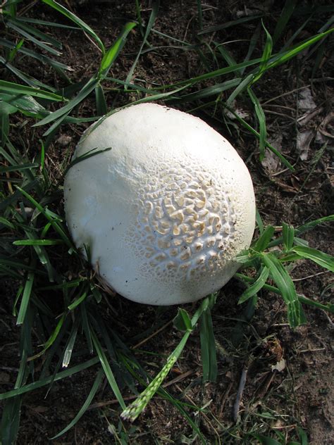 Fungi In Colorado