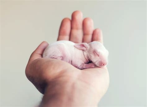 Photographer Ashraful Arefin Does Newborn Photo Shoot With His Bunny