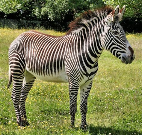 Picture Of Zebra Legs In The Dirt Stock Image Image Of Africa Black