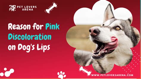 9 Reason For Pink Discoloration On Dogs Lips