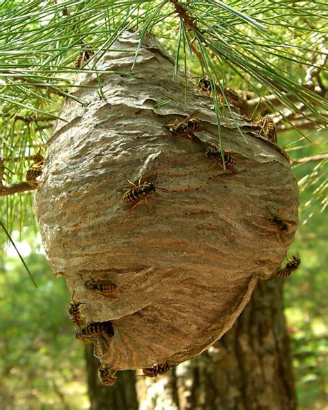 Quickly, homeowners' walls will become paper thin and wet from the larvae. Yellow Jackets | Texas Apiary Inspection Service (TAIS)