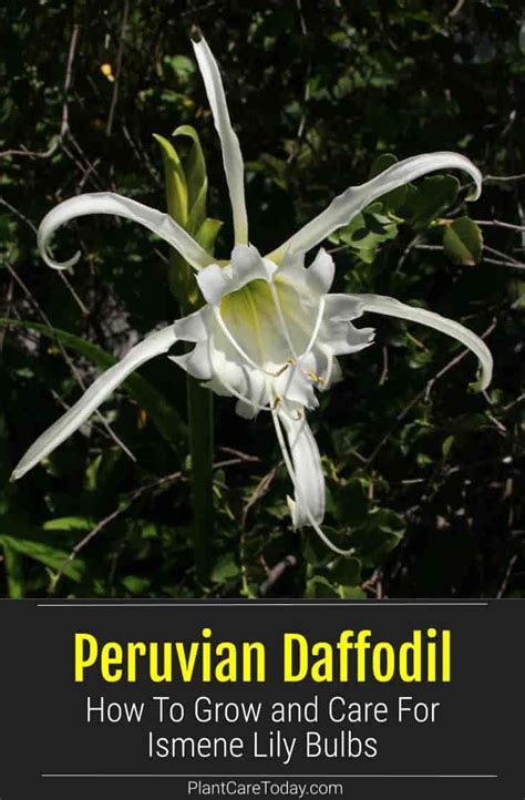 Corona cactus nursery, us based with lots of excellent plants at fair prices. Growing Peruvian Daffodil Lily Bulbs in 2020 | Peruvian ...