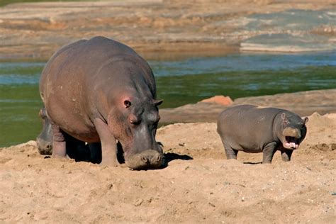 Hippopotamus Habitat Hippopotamus Facts And Information