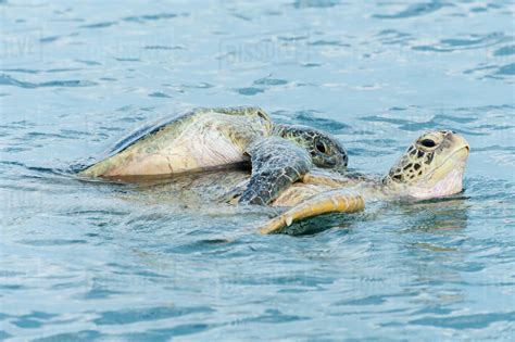 Green Sea Turtles Chelonia Mydas Mating In Ocean Semporna Sabah