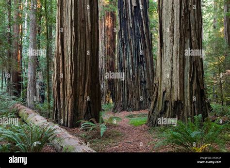 Redwood Trees In Stout Grove Jedediah Smith Redwoods State Park
