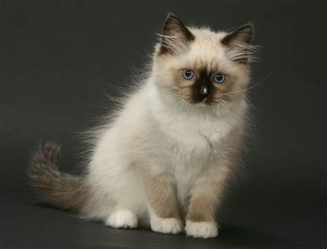 Most Recent Pics Siamese Cats Long Haired Popular Siamese Cats