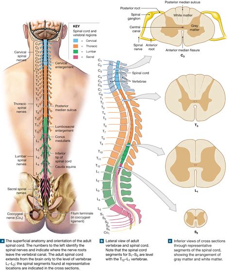 132 The Spinal Cord Is Surrounded By Three Meninges And Has Spinal
