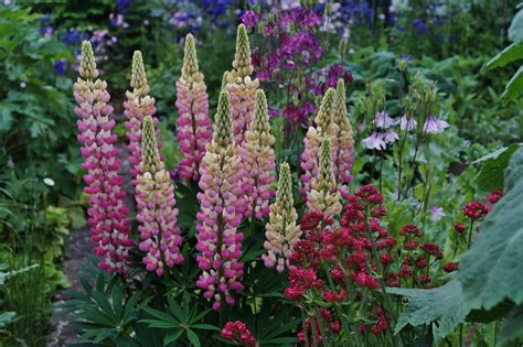 Am rande sei bemerkt, dass die lubinen für damalige verhältnisse eine menge medizinisches wissen und können haben und darüber hinaus in der kieler männerwelt sehr beliebt sind. Lupinen im Garten... Foto & Bild | natur, pflanzen, blüten ...