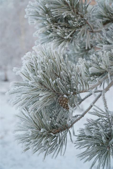 Fir Tree Branch Covered With Snow Winter Frosty Day Stock Image