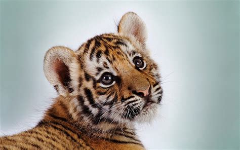 Wallpaper Hd Tiger Baby