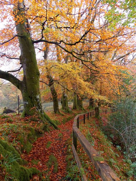 Wander The Wood Autumn Scenery Scenery Scotland