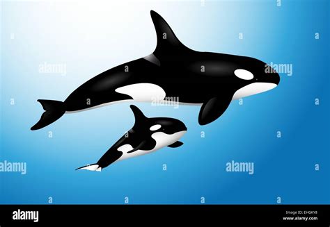 Orca Whale With Baby Stock Photo Alamy