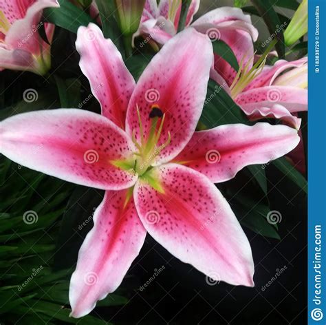 Tropical Star Lily Flower In Bloom Photography Stock Image Image Of