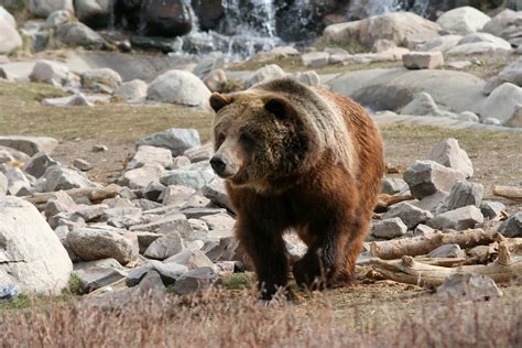Brown Bear In Yellowstone National Park Wyoming Image Free Stock