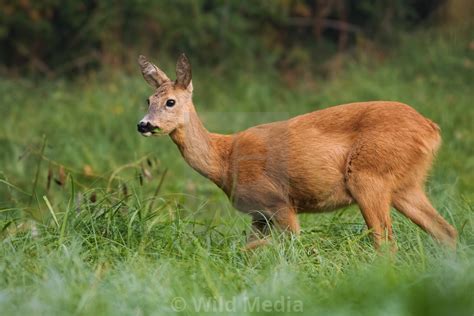 Watchful Roe Deer Female Eating Grass While Grazing On The Green Meadow By Wild Media Digital