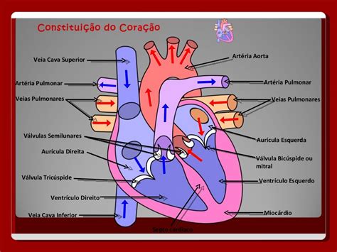Hablemos Del Sistema Circulatorio Anatomia Cardiaca Anatomia Y Images C5d